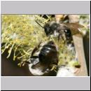 Andrena vaga - Weiden-Sandbiene -08- 04 Weibchen unten mit Stylopsweibchen.jpg